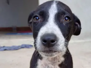 Cachorro raça SRD-ViraLata idade 2 a 6 meses nome Black 