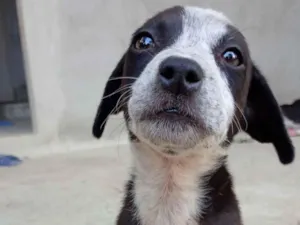 Cachorro raça SRD-ViraLata idade 2 a 6 meses nome Matilda 