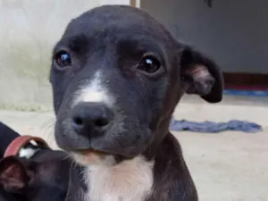 Cachorro raça SRD-ViraLata idade 2 a 6 meses nome Emily