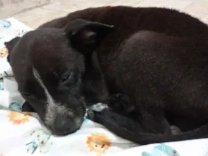 Cachorro raça SRD-ViraLata idade 2 a 6 meses nome Velma