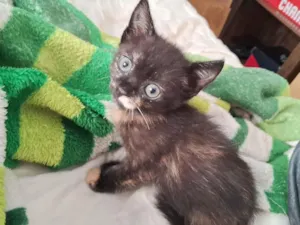 Gato raça SRD-ViraLata idade 2 a 6 meses nome Agape e philia