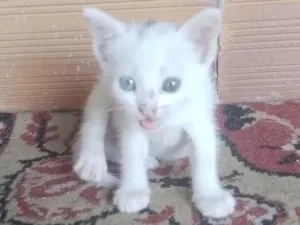 Gato raça SRD-ViraLata idade 2 a 6 meses nome Sem nome