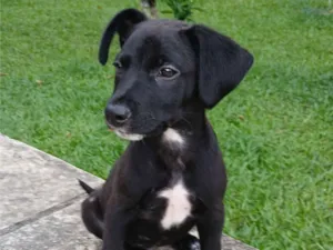 Cachorro raça SRD-ViraLata idade 2 a 6 meses nome Vinni