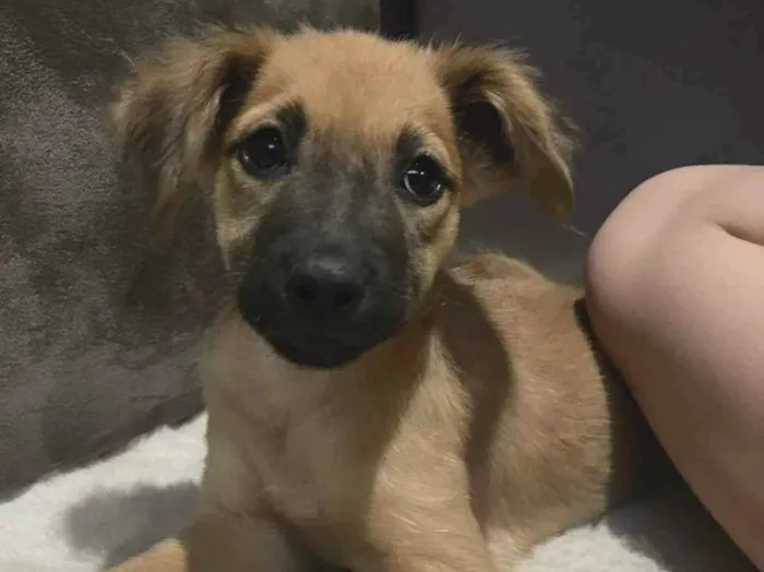 Cachorro raça SRD-ViraLata idade 2 a 6 meses nome Clarisse