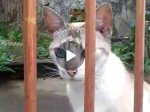 Gato raça SRD-ViraLata idade 1 ano nome Sem nome