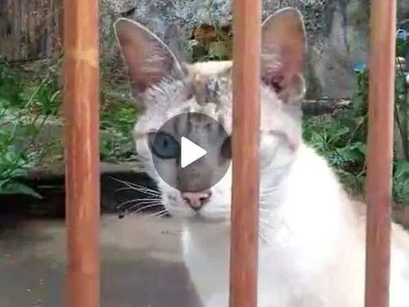 Gato raça SRD-ViraLata idade 1 ano nome Sem nome