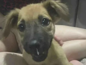 Cachorro raça SRD-ViraLata idade 2 a 6 meses nome Clarisse 