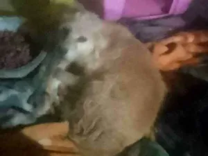 Cachorro raça Labrador idade 1 ano nome Fiona 