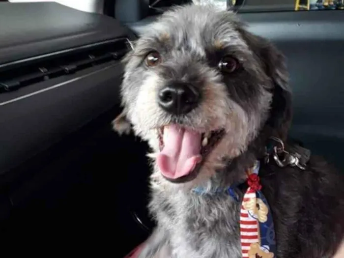 Cachorro raça SRD-ViraLata idade 6 ou mais anos nome Chico