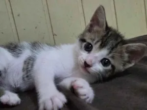 Gato raça SRD-ViraLata idade Abaixo de 2 meses nome Manchinhas