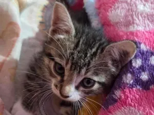 Gato raça SRD-ViraLata idade Abaixo de 2 meses nome Tigradinha