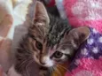 Gato raça SRD-ViraLata idade Abaixo de 2 meses nome Tigradinha