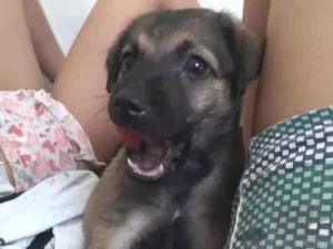 Cachorro raça SRD-ViraLata idade 3 anos nome Kitty