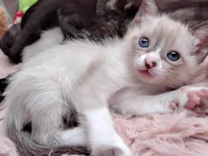 Gato raça SRD-ViraLata idade 2 a 6 meses nome Serena 