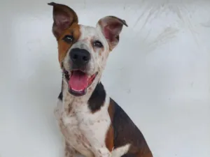 Cachorro raça SRD-ViraLata idade 2 a 6 meses nome Pipoca 