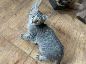 Gato raça SRD-ViraLata idade Abaixo de 2 meses nome Tom