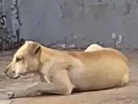 Cachorro raça Shar Pei idade 2 a 6 meses nome Caramelo 
