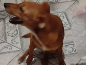 Cachorro raça SRD-ViraLata idade 2 a 6 meses nome Mia