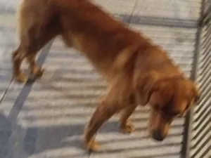 Cachorro raça Labrador idade 1 ano nome Júpiter 