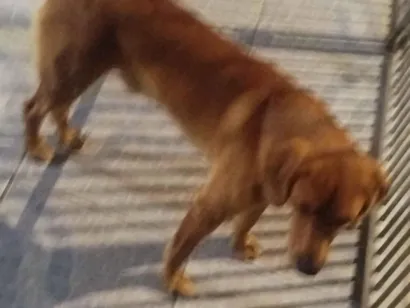 Cachorro raça Labrador idade 1 ano nome Júpiter 