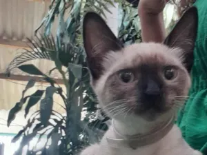 Gato raça Siamês idade 2 a 6 meses nome Não sabemos