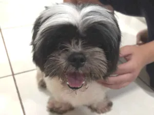 Cachorro raça Lhasa Apso idade 2 a 6 meses nome Vanda