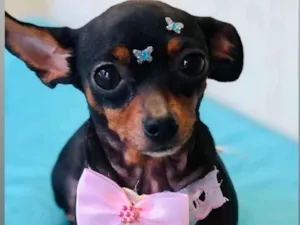 Cachorro raça Pinscher idade 2 anos nome Nina