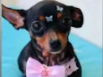Cachorro raça Pinscher idade 2 anos nome Nina