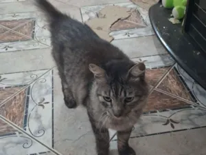 Gato raça SRD-ViraLata idade 4 anos nome Khufra