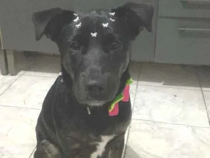 Cachorro raça SRD-ViraLata idade 7 a 11 meses nome Zara