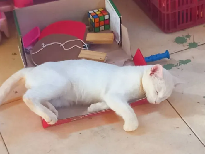 Gato raça SRD-ViraLata idade 2 a 6 meses nome Leite