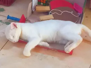 Gato raça SRD-ViraLata idade 2 a 6 meses nome Leite