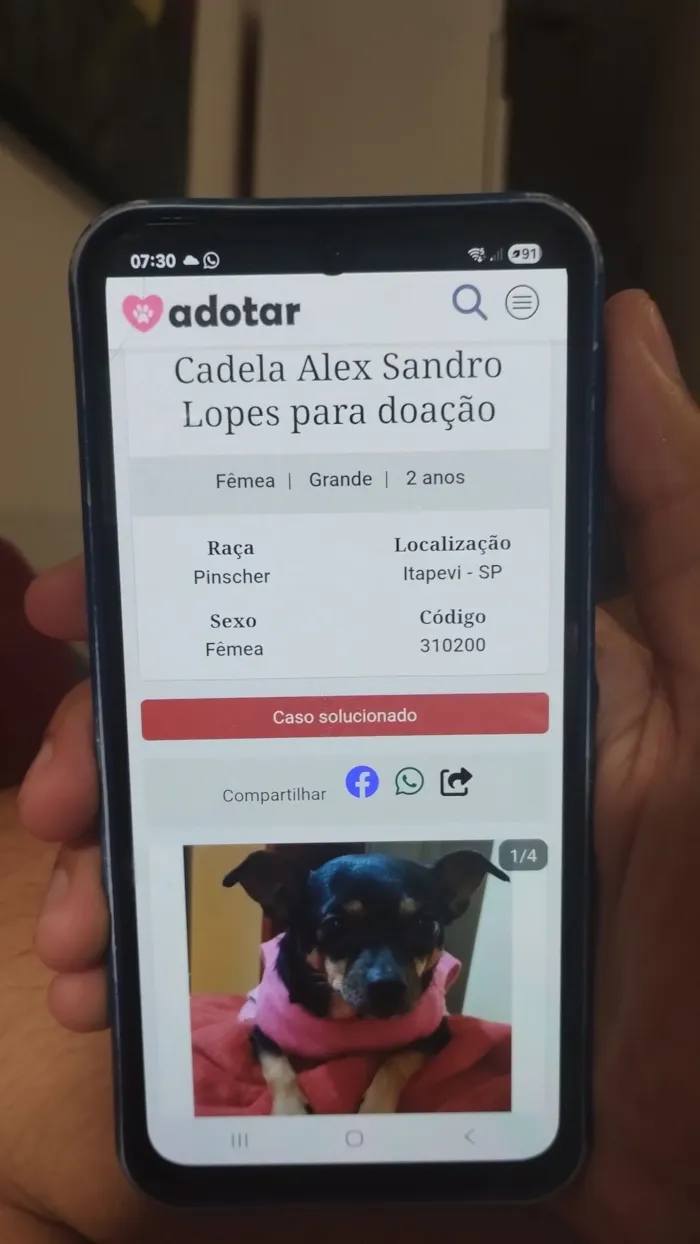 Cachorro raça Pinscher idade 2 anos nome Luna