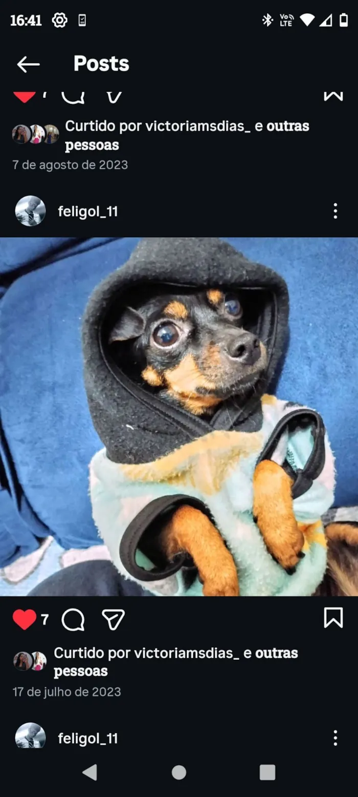 Cachorro raça Pinscher idade 2 anos nome Luna