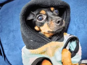 Cachorro raça Pinscher idade 2 anos nome Luna