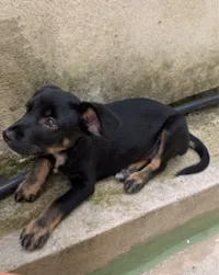 Cachorro raça SRD-ViraLata idade 2 a 6 meses nome sam