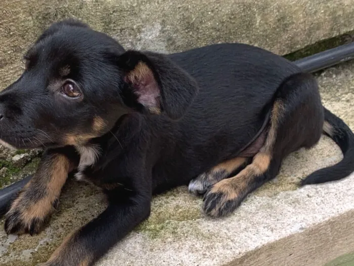 Cachorro raça SRD-ViraLata idade 2 a 6 meses nome sam