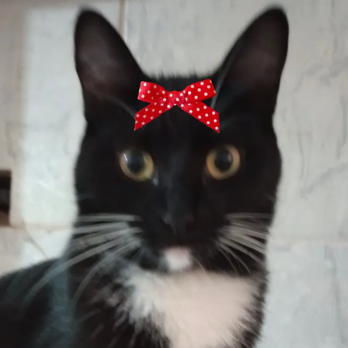 Gato raça SRD-ViraLata idade 7 a 11 meses nome Nutella 