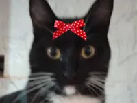 Gato raça SRD-ViraLata idade 7 a 11 meses nome Nutella 