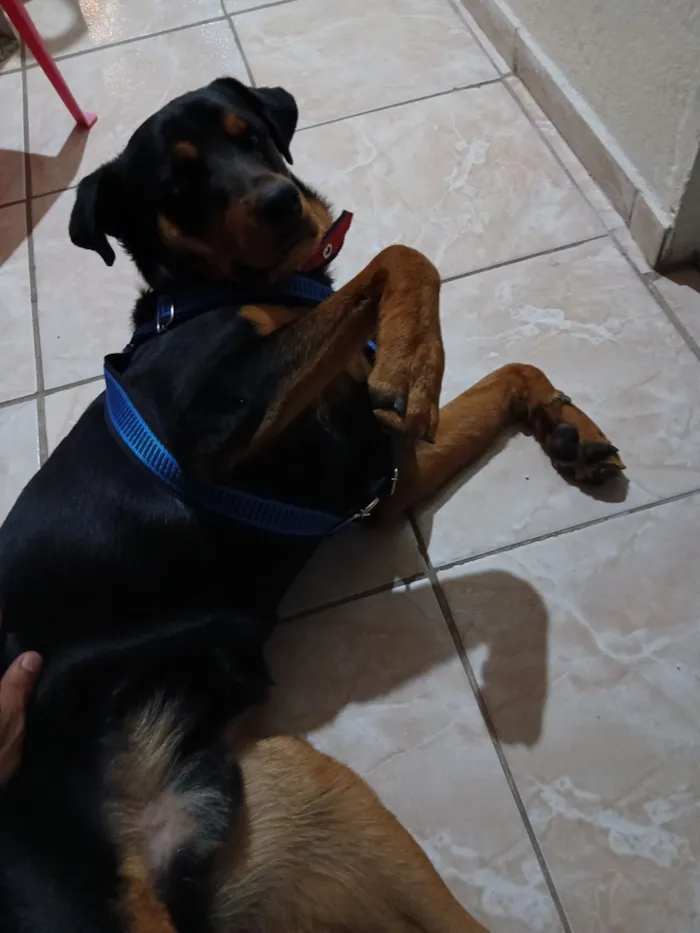 Cachorro raça Rottweiler idade 7 a 11 meses nome Rock