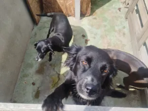 Cachorro raça SRD-ViraLata idade 1 ano nome Pretinha
