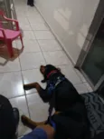 Cachorro raça Rottweiler idade 7 a 11 meses nome Rock