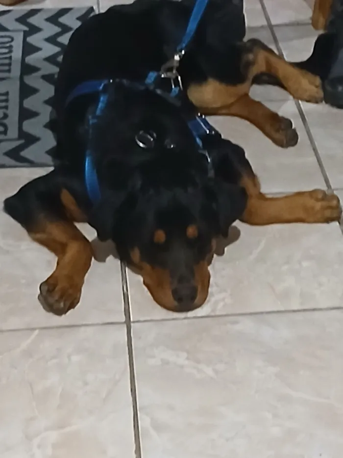 Cachorro raça Rottweiler idade 7 a 11 meses nome Rock