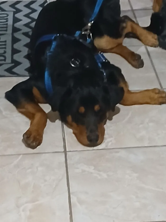 Cachorro raça Rottweiler idade 7 a 11 meses nome Rock