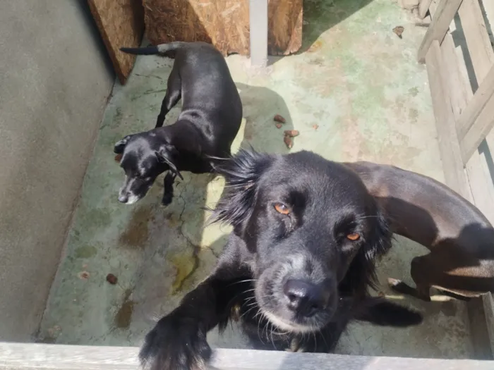 Cachorro raça SRD-ViraLata idade 2 anos nome Pretinha