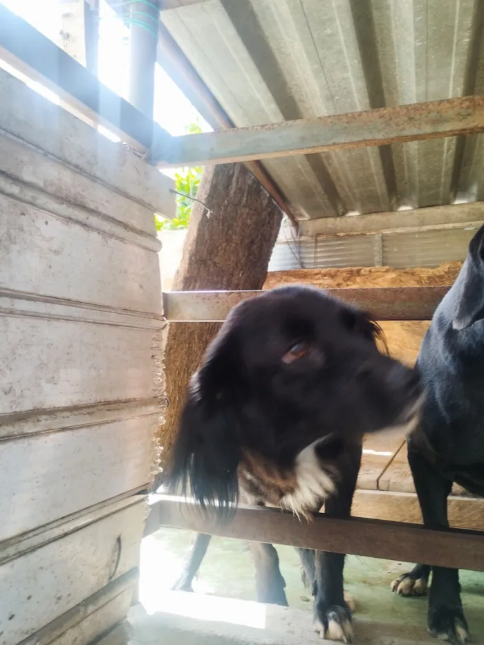 Cachorro raça SRD-ViraLata idade 2 anos nome Pretinha