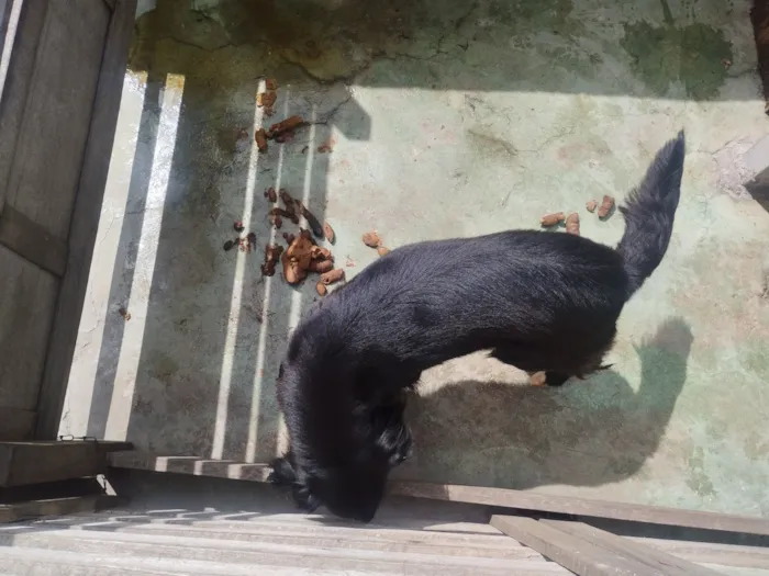 Cachorro raça SRD-ViraLata idade 2 anos nome Pretinha