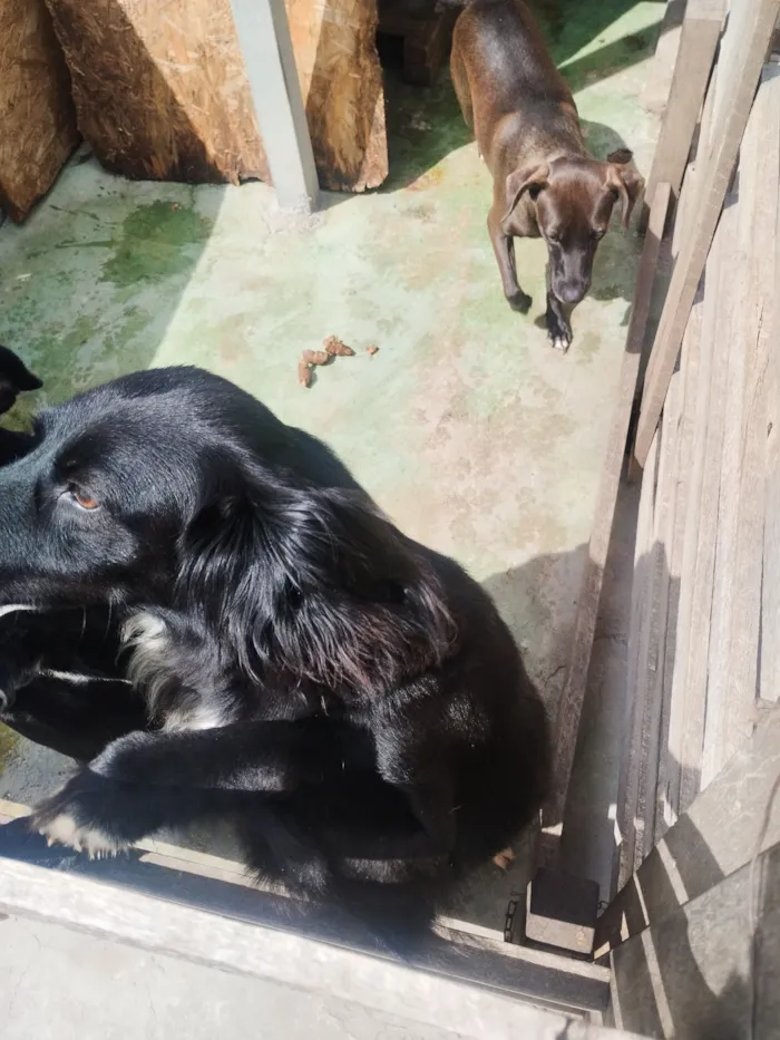 Cachorro raça SRD-ViraLata idade 2 anos nome Pretinha
