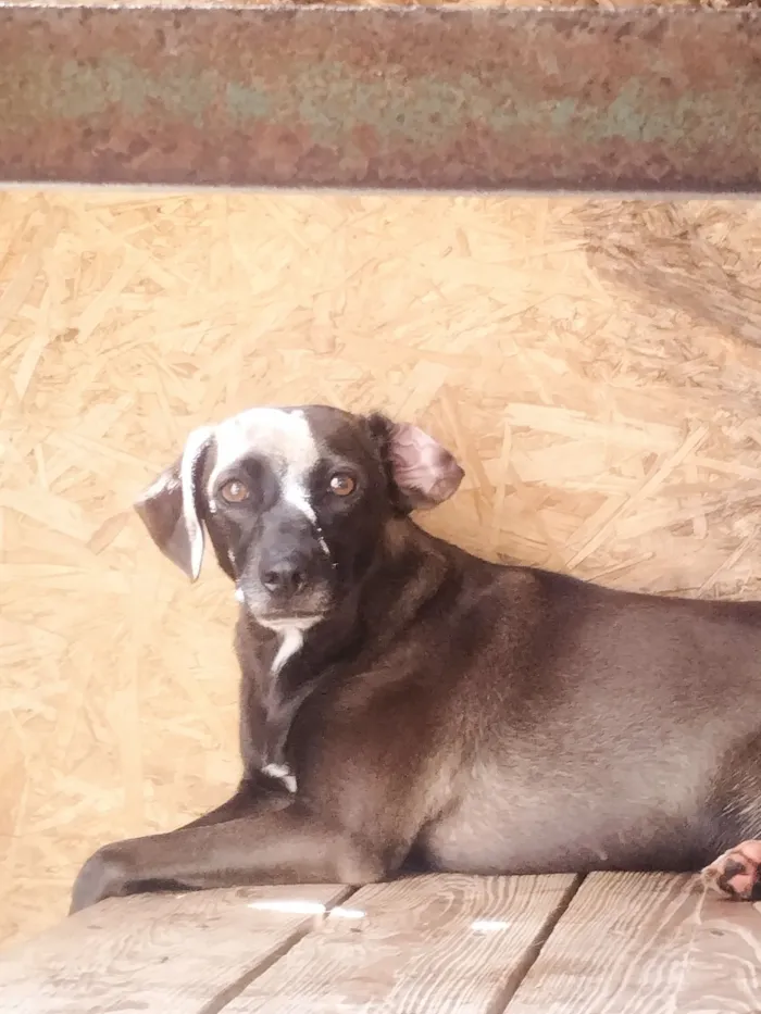 Cachorro raça SRD-ViraLata idade 2 anos nome Marronzinha