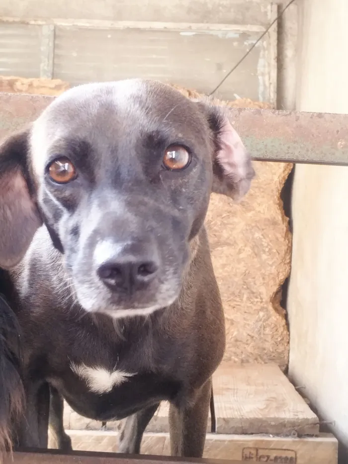 Cachorro raça SRD-ViraLata idade 2 anos nome Marronzinha